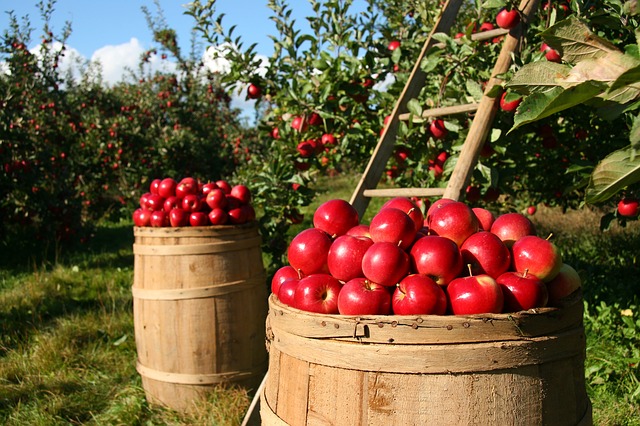 obst selbst anbauen und ernten